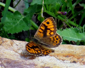 Schmetterling